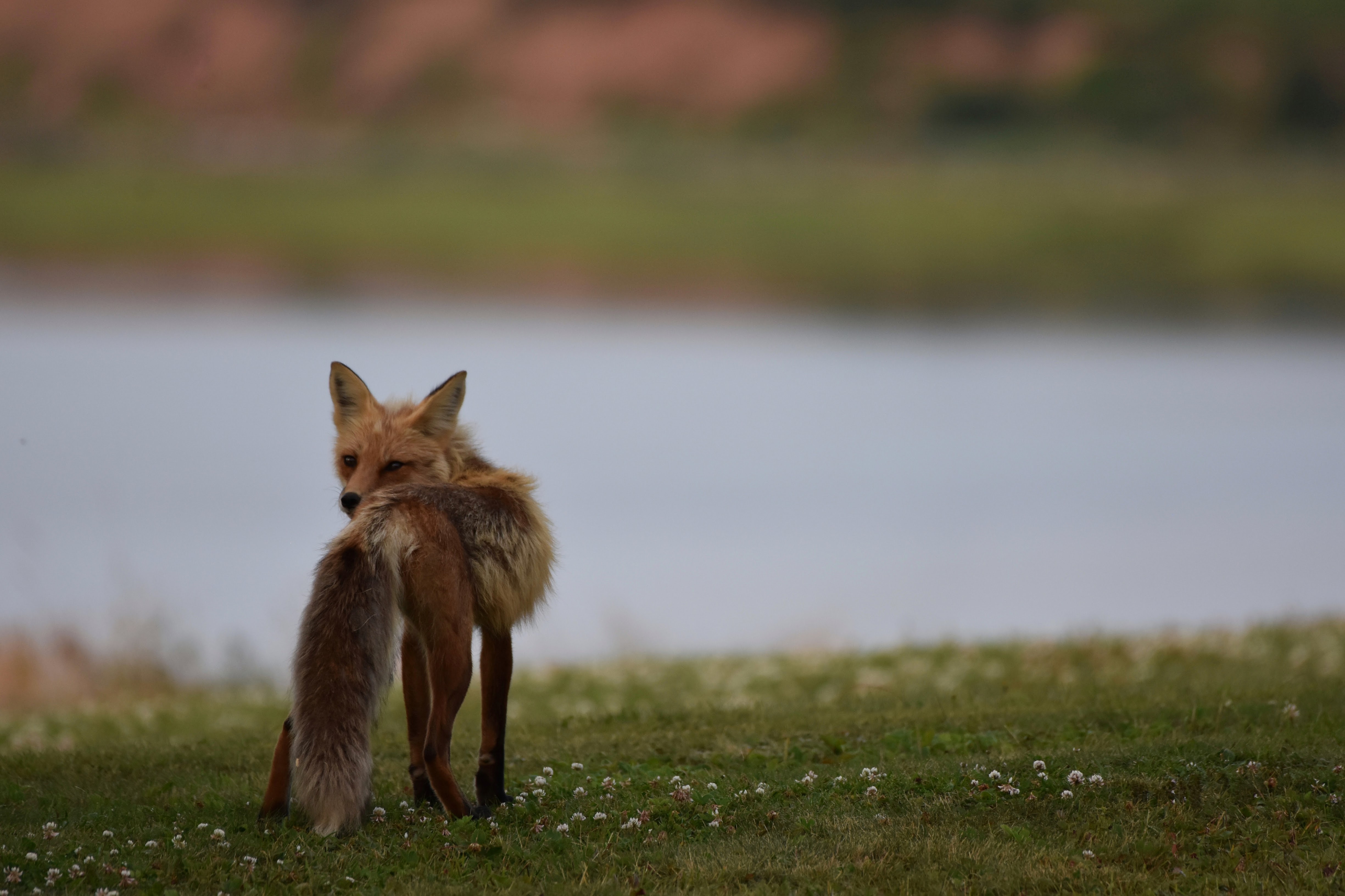 Fox