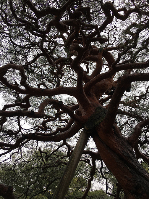 Tree_8216