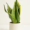 Sansevieria Plant (Snake Plant)