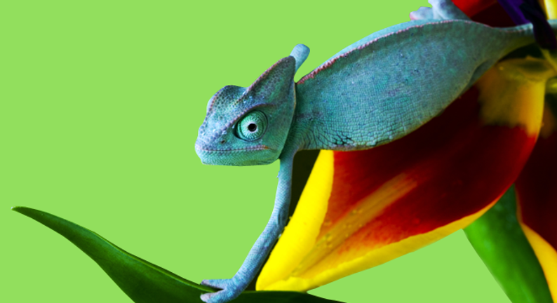 Buy Now! Reptile Premium Loose Tile and Craft Adhesive