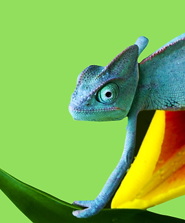 Chameleon