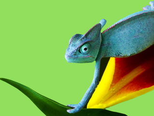 Chameleon