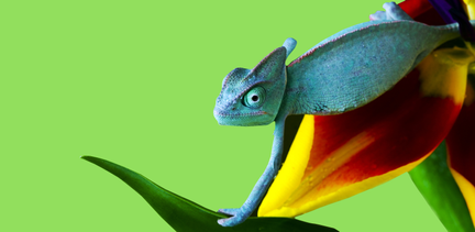 chameleon