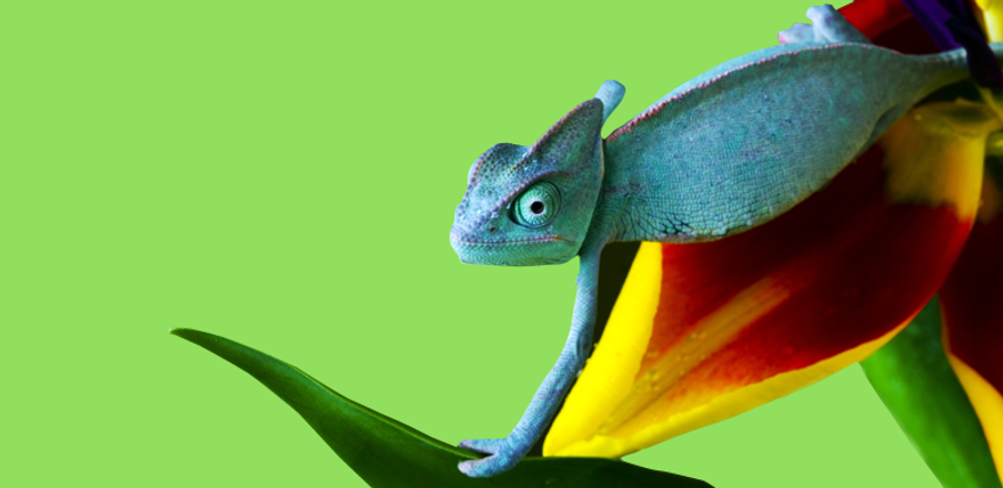 Chameleon