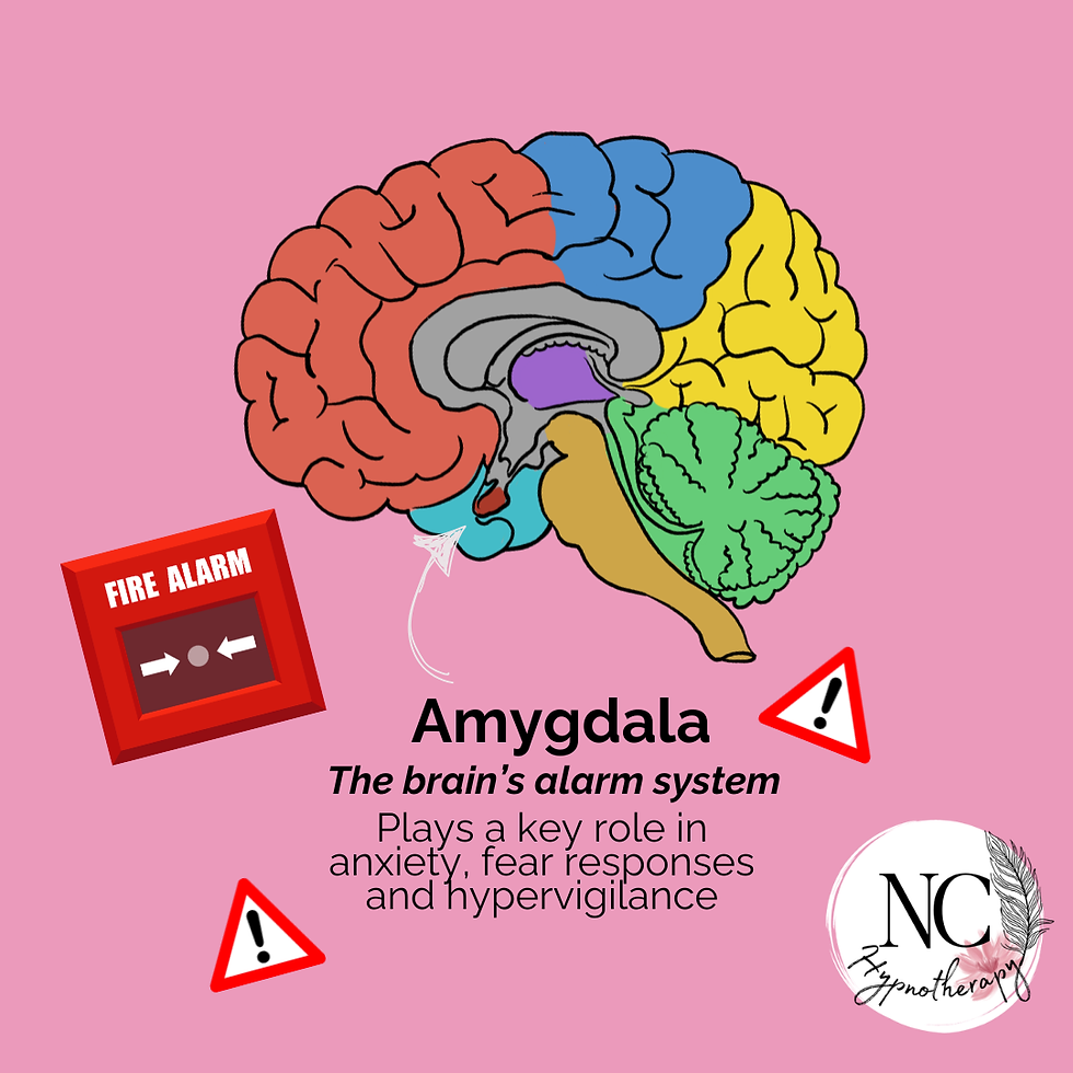 Diagram created by NC Hypnotherapy showing the amygdala, often described as the brain's smoke alarm, detecting potential threats and contributing to anxiety.