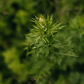 DSC07873.jpg
