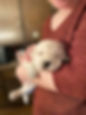 Chiot golden-nee
