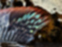 image00018.jpeg