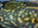 image00027.jpeg