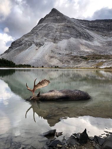 moose-trophy-lake.jpg