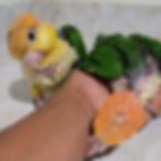 White Bellied Caique