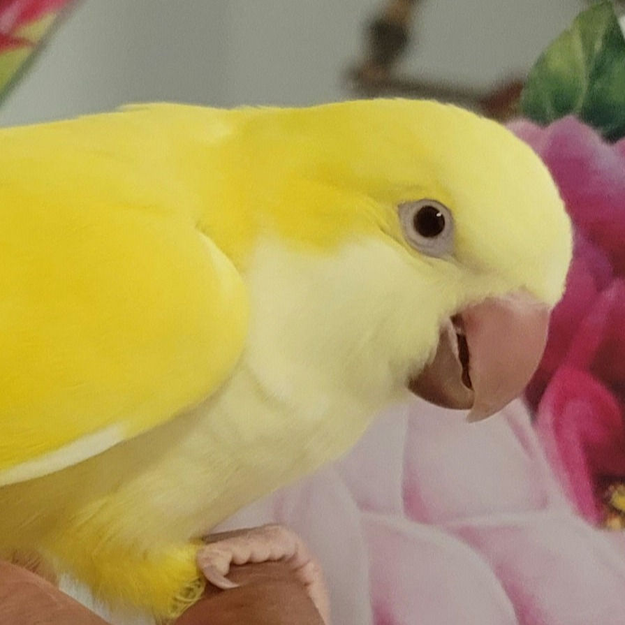 Thumbnail: Quaker - Lutino - female