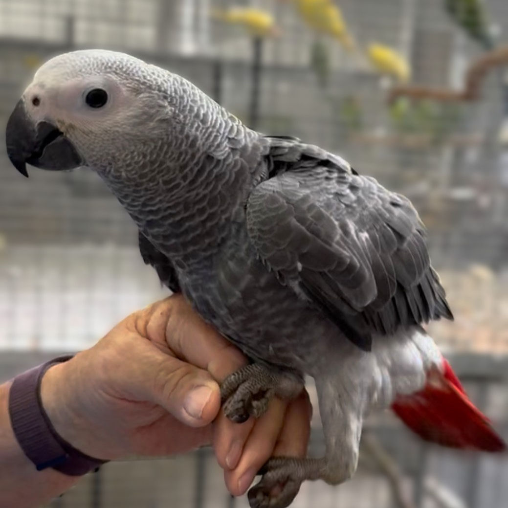 African Grey - Congo