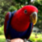 Eclectus - FEMALE-weaned 
