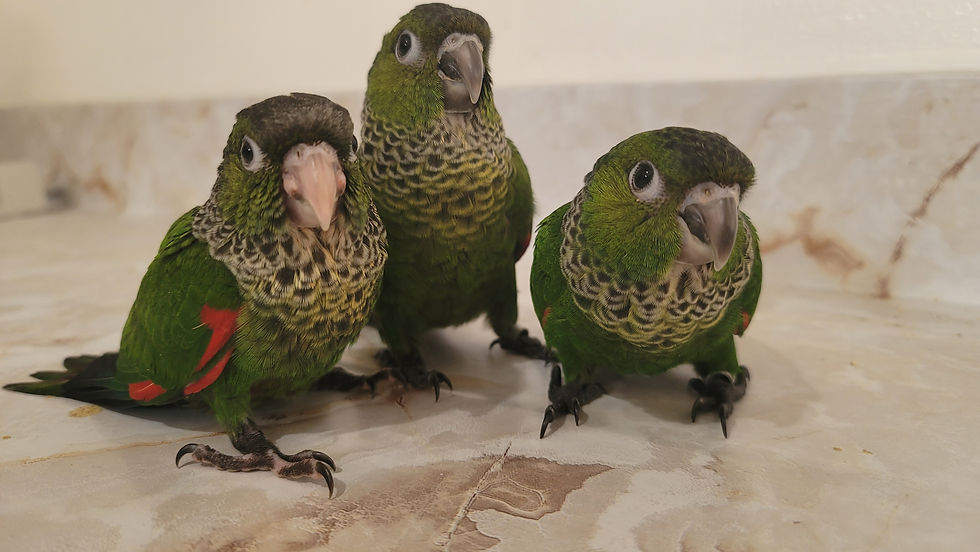 Thumbnail: Black capped conure -Male