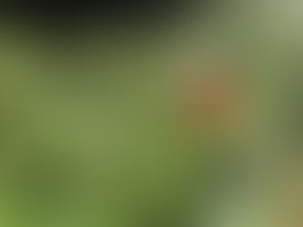 みつばちの里の草刈りを行いました!(9月)