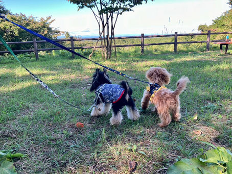 大亀山森林公園で🐶散歩~♪