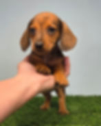 Thumbnail: Male 2 - Stella x Benji