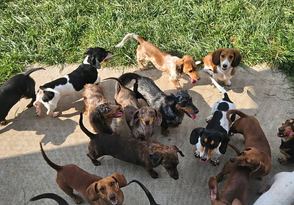 miniature dachshunds