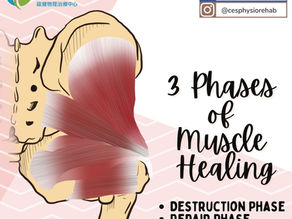 3 Phases of Muscle Healing
