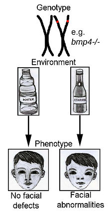 Etoh.jpg