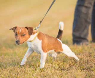 how to stop leash pulling