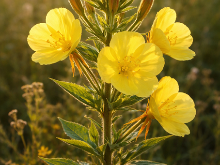Nachtkerze - Heilpflanze des Jahres 2026