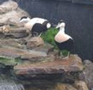 photo eider