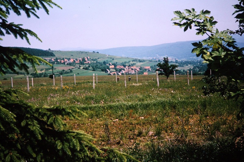 Double barbed wire border at West-East Germany border in Fulda Gap.  Autobiography of Dr. Anthony J. Carbone