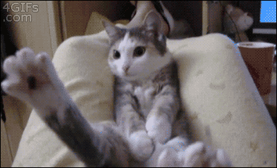 gato gif cayendose xD.gif