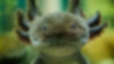 ree
