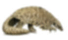 Pangolin