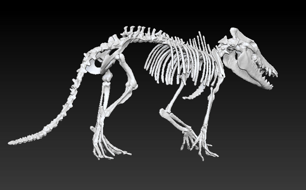 Thumbnail: Pakicetus skeleton