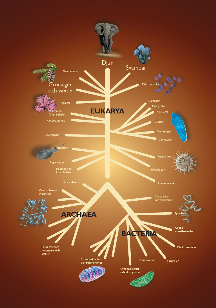 Evolutionary tree