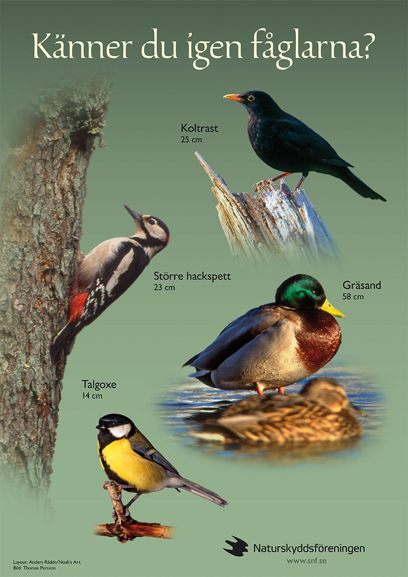 Birds