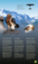 Bearded vulture