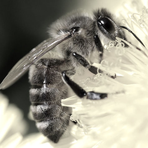 Can mushrooms protect bees from viruses? These scientists aim to find out (with your help)