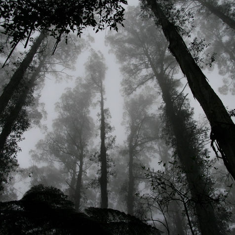 100 nations committed to fighting global deforestation. There’s tech for that.