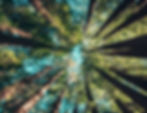a worm's eye view of trees in a circle