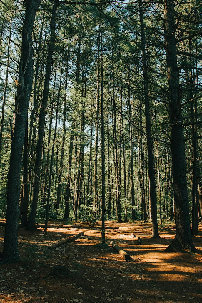 trees of a forest in Canada