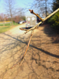 Twig & Buds