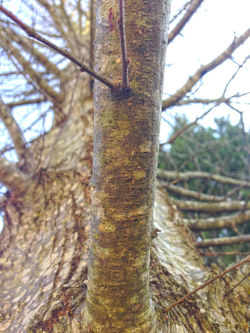 Branch Texture