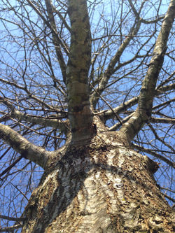 Branch Structure