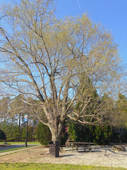 Sugar Maple