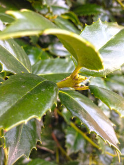 Bud and Foliage