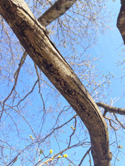 Mature Branch Texture