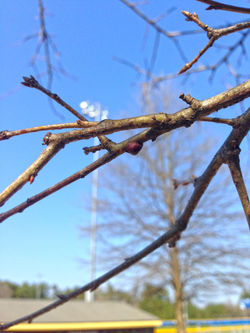 Twig & Buds