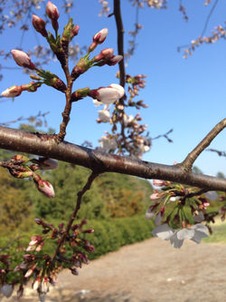 Twig & Buds