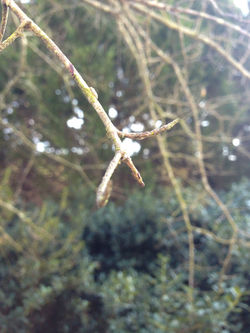 Twig & Buds