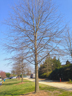 Willow Oak